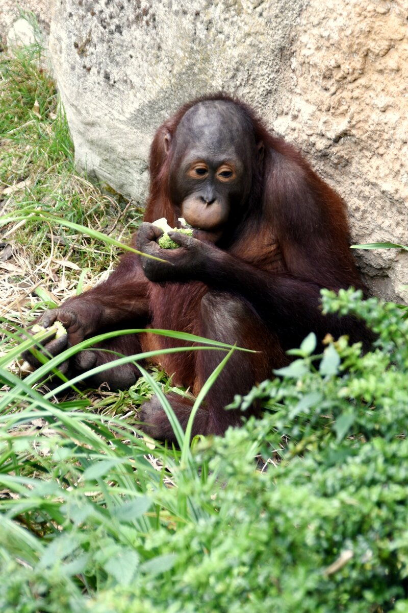 Orang-Utan-Jungtier im Allwetterzoo (MNSTER/Deutschland, 25.08.2020)