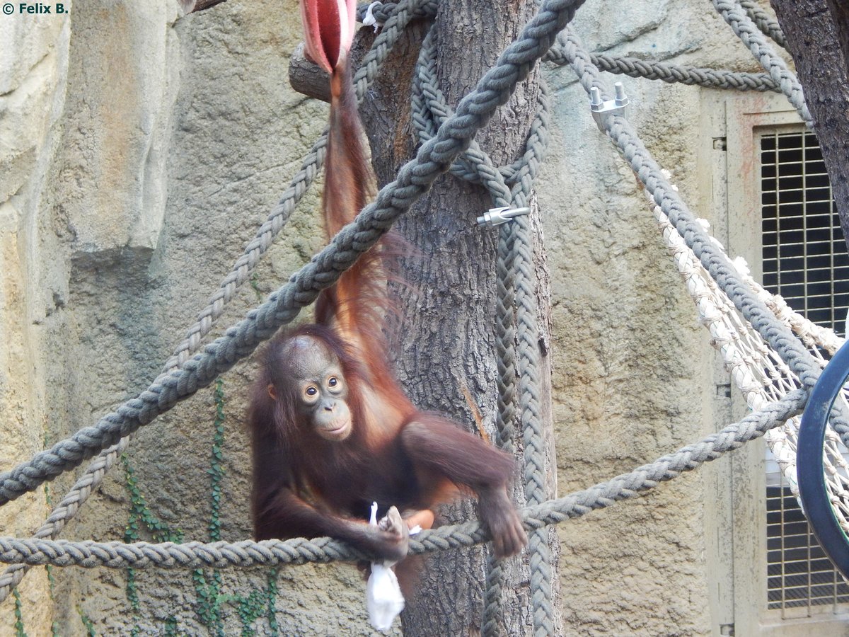 Orang-Utan im Rostocker Zoo am 02.06.2016