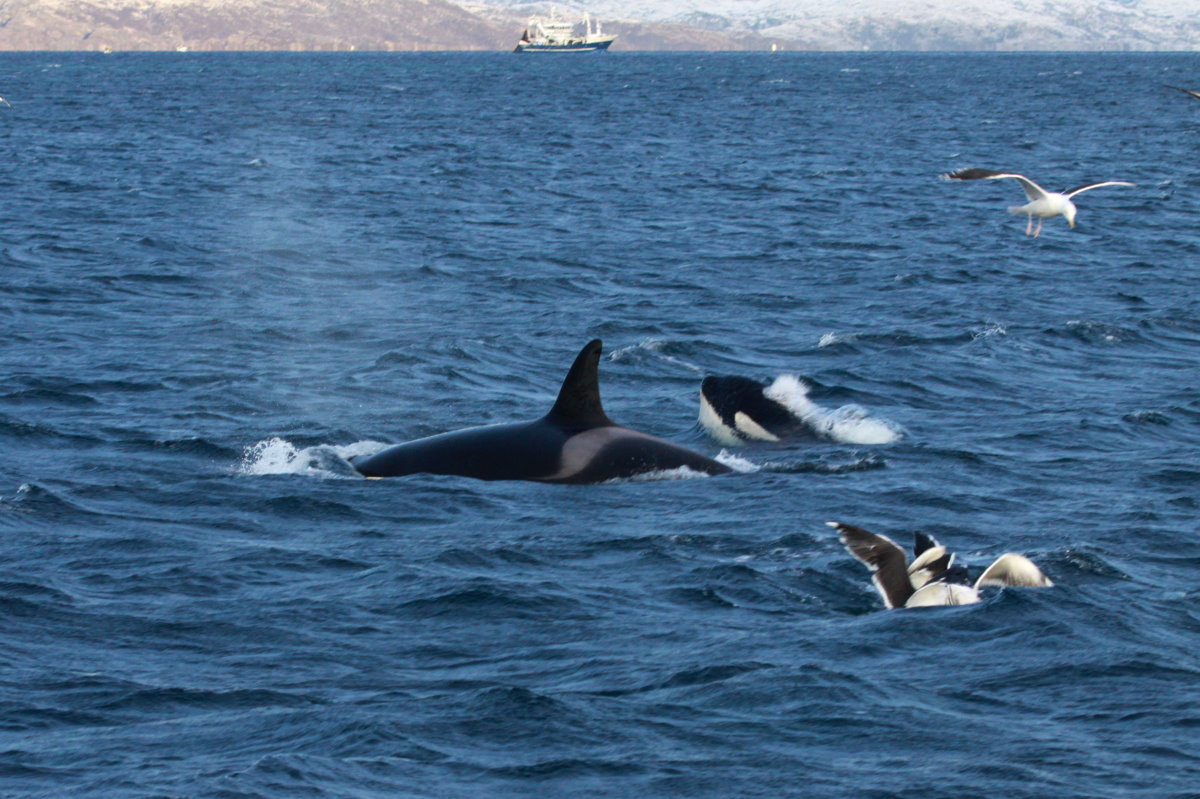 Orcas im Kaldfjorden; 07.11.2105