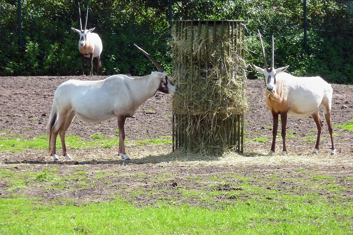 Oryxantilopen im Serengetipark, 9.9.15