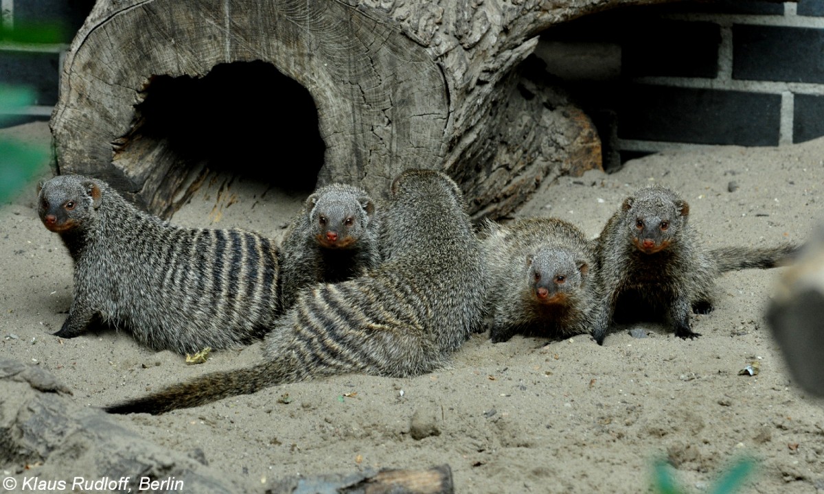 Ostafrikanische Zebramanguste (Mungos mungo colonus) im Tierpark Berlin.