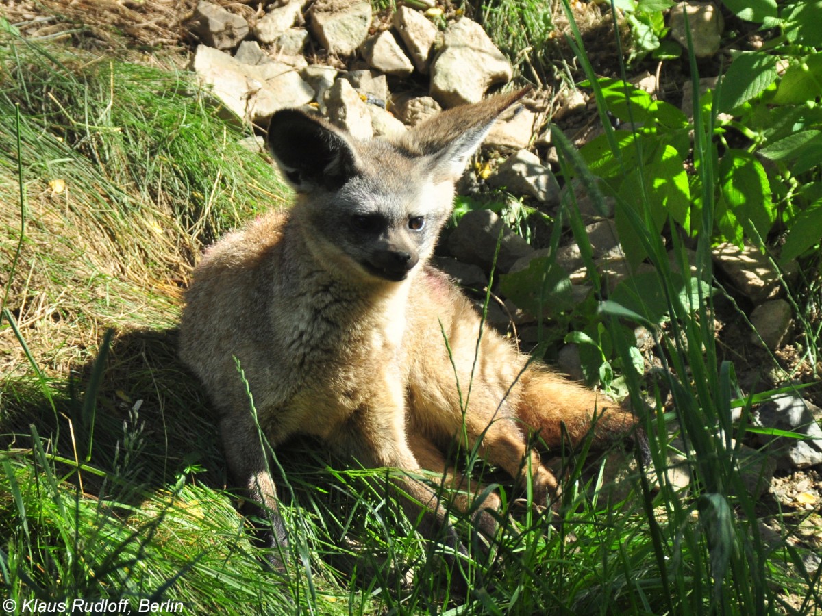 Ostafrikanischer Lffelhund (Otocyon megalotis virgata) im Zoo und Botanischen Garten Pilsen (Plzen, Juni 2015).