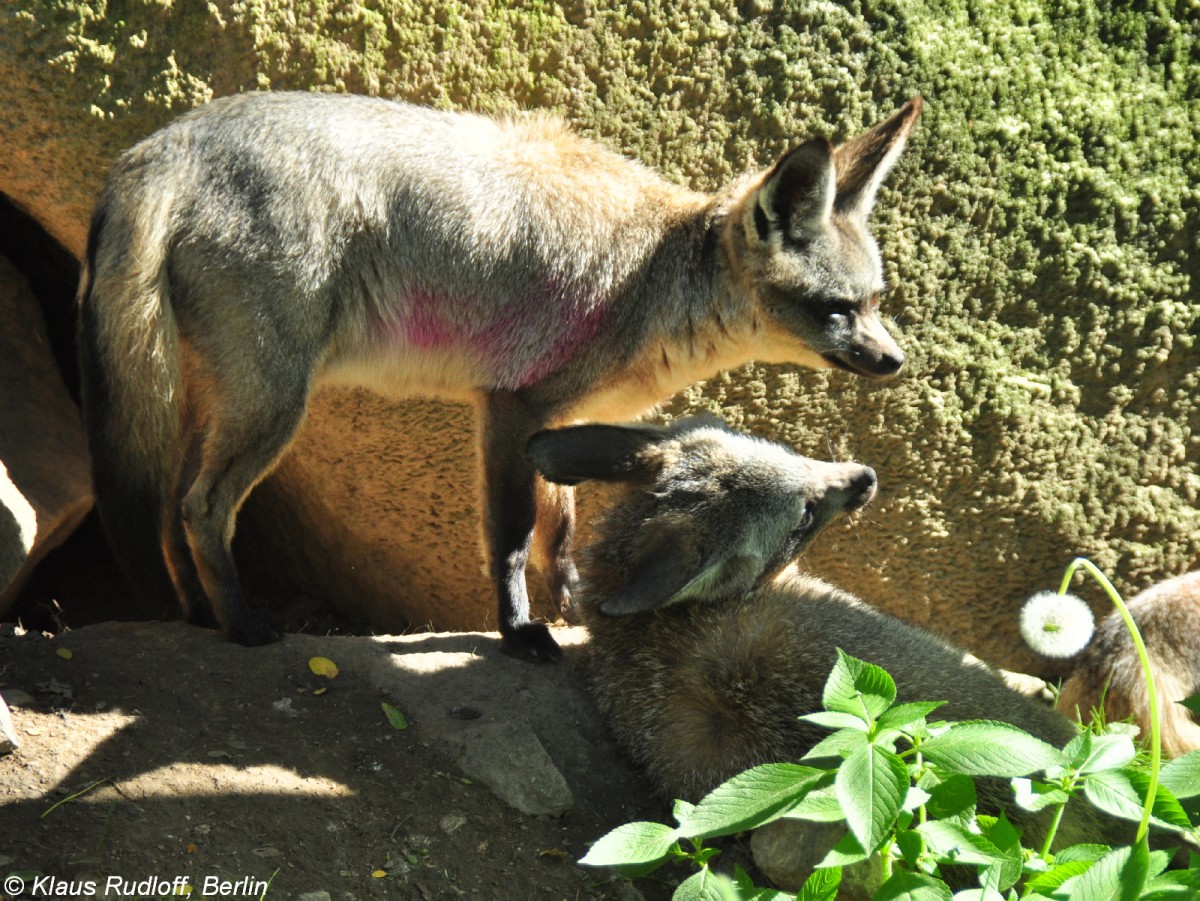 Ostafrikanischer Lffelhund (Otocyon megalotis virgata) im Zoo und Botanischen Garten Pilsen (Plzen, Juni 2015).