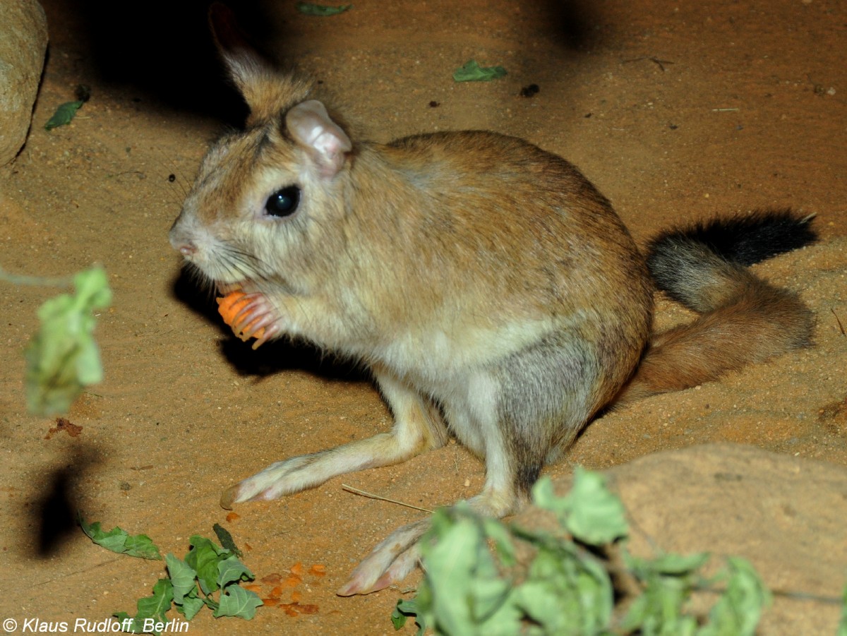 Ostafrikanischer Springhase (Pedetes surdaster) im Zoo und Botanischen Garten Pilsen (Plzen, Juni 2015).