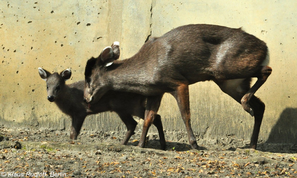 Ostchinesicher Schopfhirsch (Elaphodus cephalophus michianus). Weibchen mit Jungtier im Tierpark Berlin