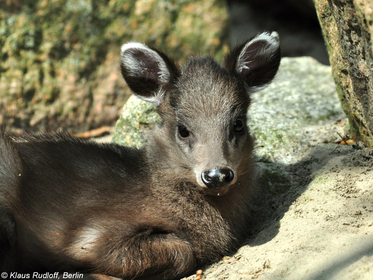 Ostchinesicher Schopfhirsch (Elaphodus cephalophus michianus). Jungtier im Tierpark Berlin