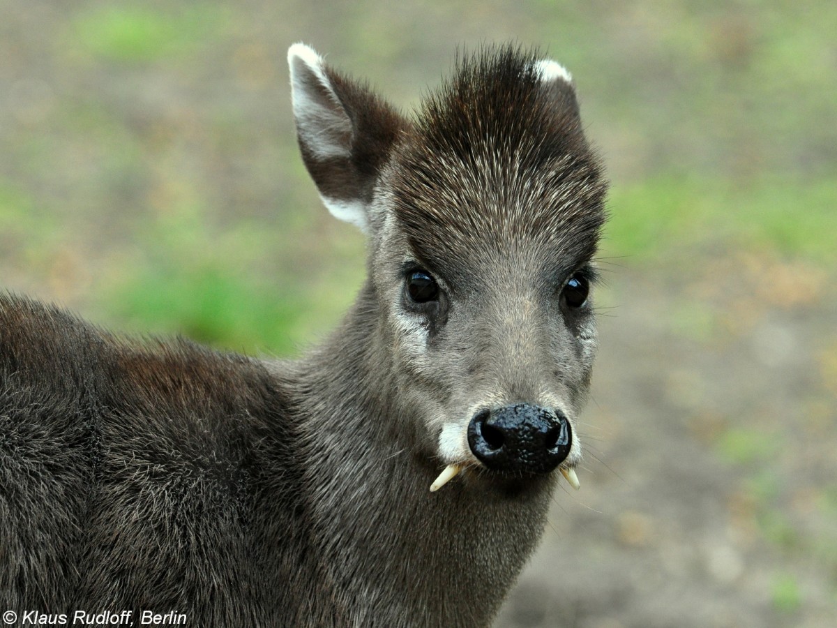 Ostchinesicher Schopfhirsch (Elaphodus cephalophus michianus). Mnnchen im Tierpark Berlin