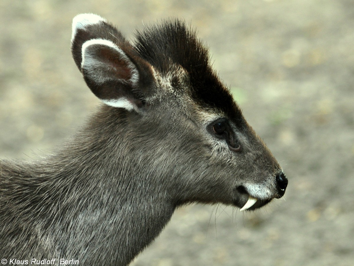 Ostchinesicher Schopfhirsch (Elaphodus cephalophus michianus). Mnnchen im Tierpark Berlin