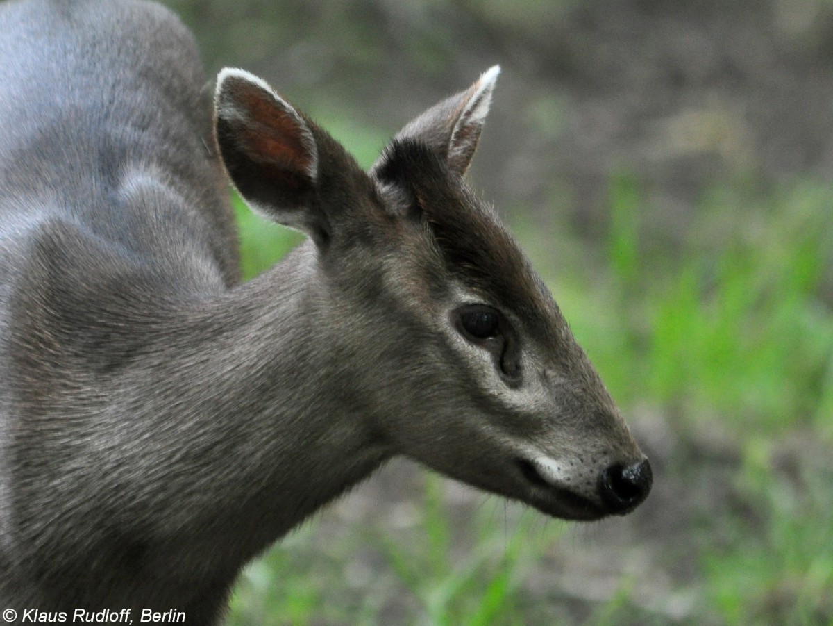 Ostchinesischer Schopfhirsch (Elaphodus cephalophus michianus). Weibchen im Tierpark Berlin.