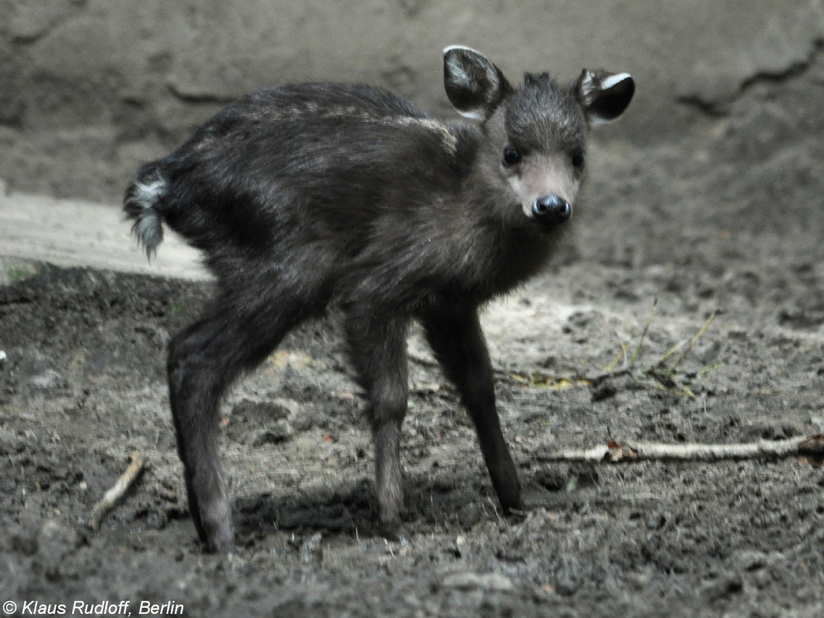 Ostchinesischer Schopfhirsch (Elaphodus cephalophus michianus). Jungtier im Tierpark Berlin.