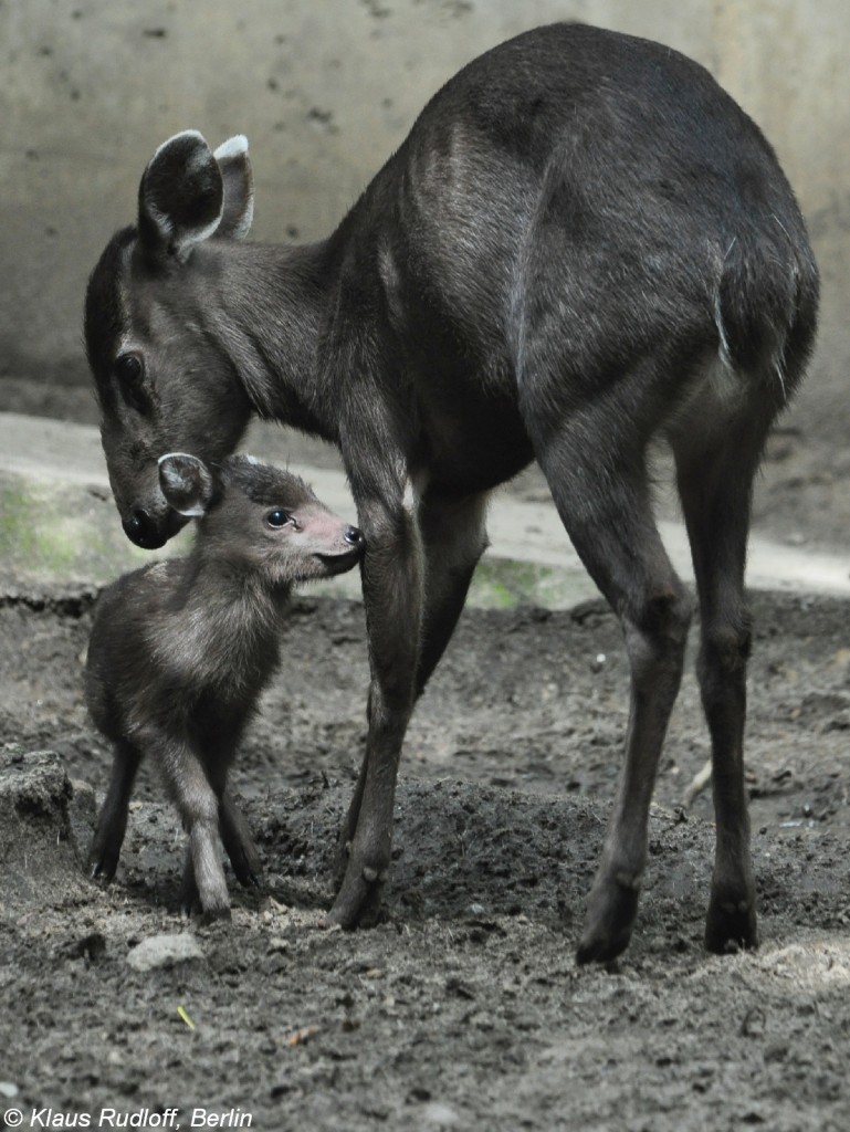 Ostchinesischer Schopfhirsch (Elaphodus cephalophus michianus). Weibchen mit Jungtier im Tierpark Berlin.