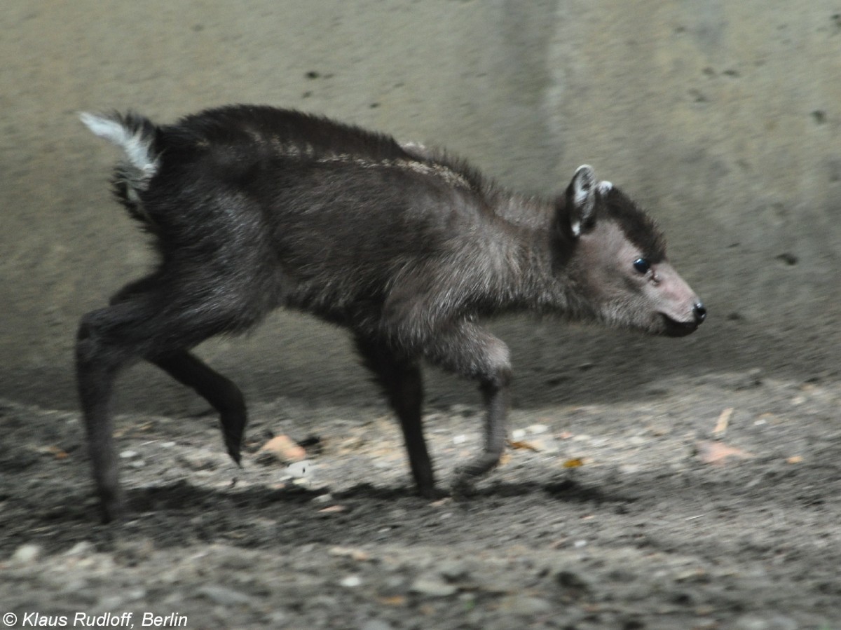 Ostchinesischer Schopfhirsch (Elaphodus cephalophus michianus). Jungtier im Tierpark Berlin.