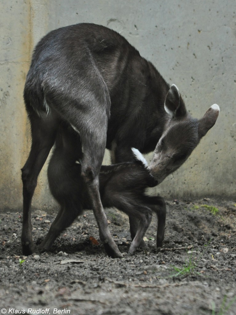 Ostchinesischer Schopfhirsch (Elaphodus cephalophus michianus). Weibchen mit Jungtier im Tierpark Berlin.