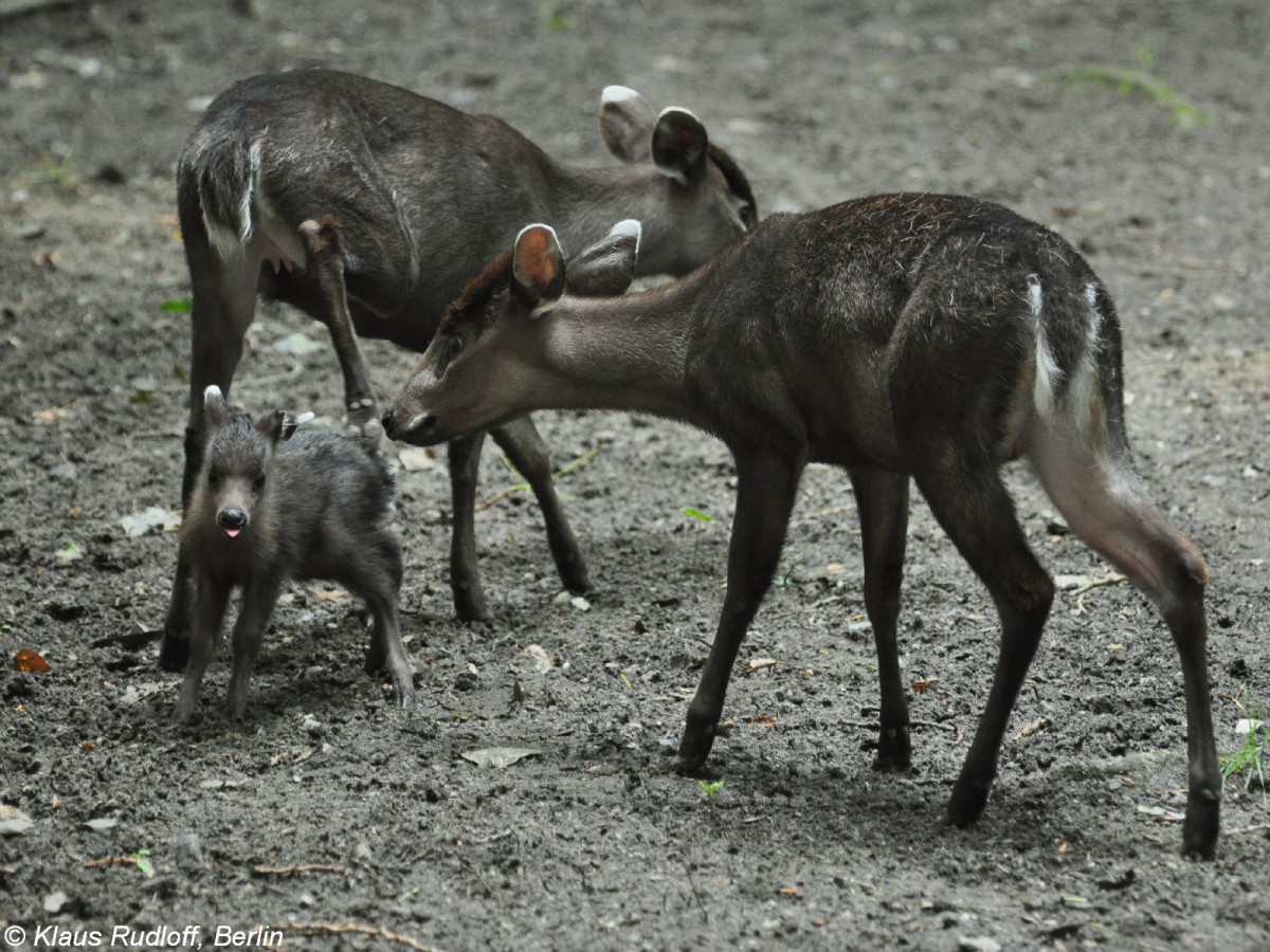 Ostchinesischer Schopfhirsch (Elaphodus cephalophus michianus). Weibchen mit Jungtier im Tierpark Berlin.