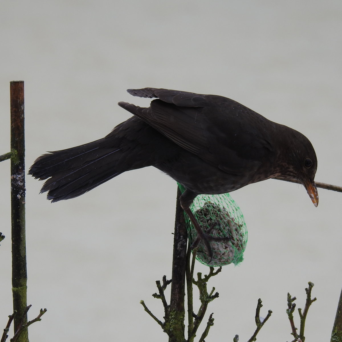 OSTERFRHSTCK EINER AMSEL 2017.....
Tja,am Ostermontag 2017 kam ins Siegerland der Winter mit einer geschlossenen Schneedecke zurck- und diese Amsel bediente sich an dem,was die Meisen vom Winter noch briggelassen hatten...17.4.2017(kein Aprilscherz)