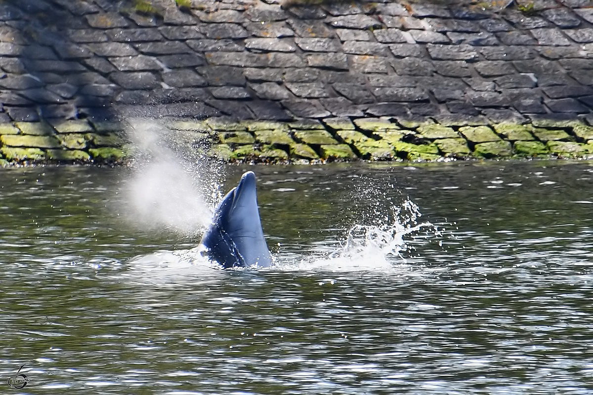 Ostseeurlaub und Delfinbegegnung - wer konnte damit rechnen. (Travemnde, April 2023)