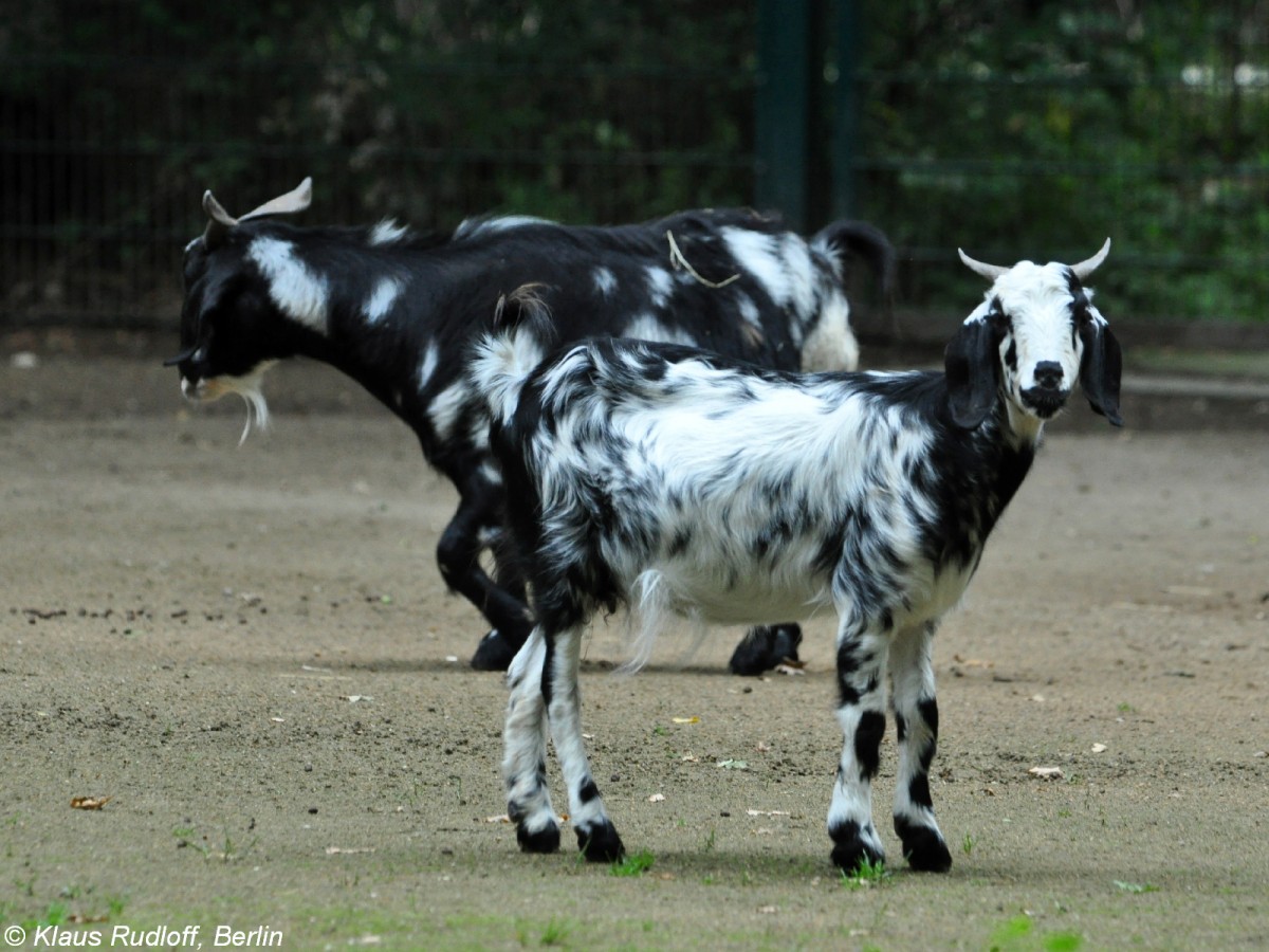 Ovambo-Ziege (Capra aegagrus f. hircus) im Tierpark Cottbus (August 2015).