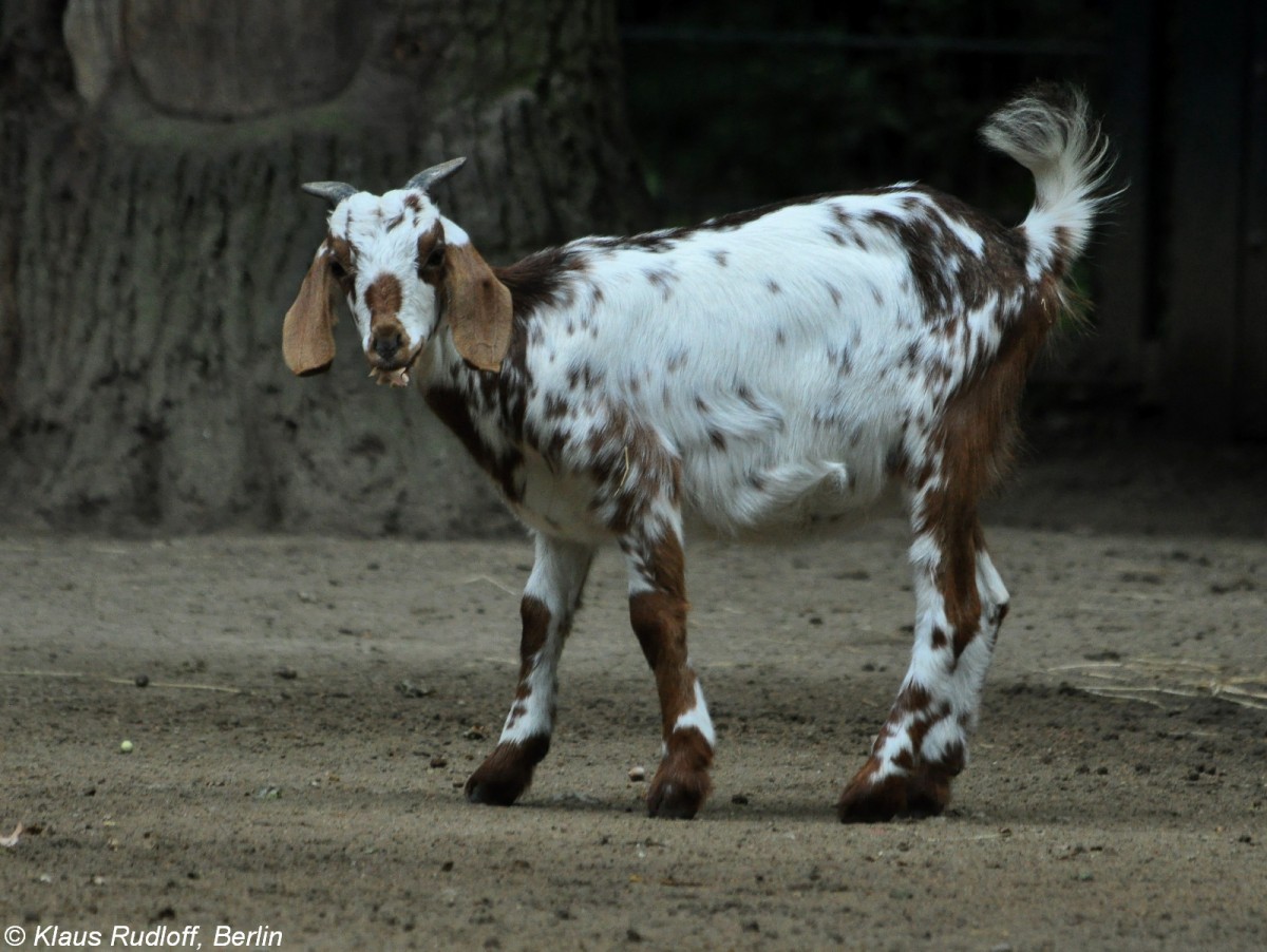 Ovambo-Ziege (Capra aegagrus f. hircus) im Tierpark Cottbus (August 2015).