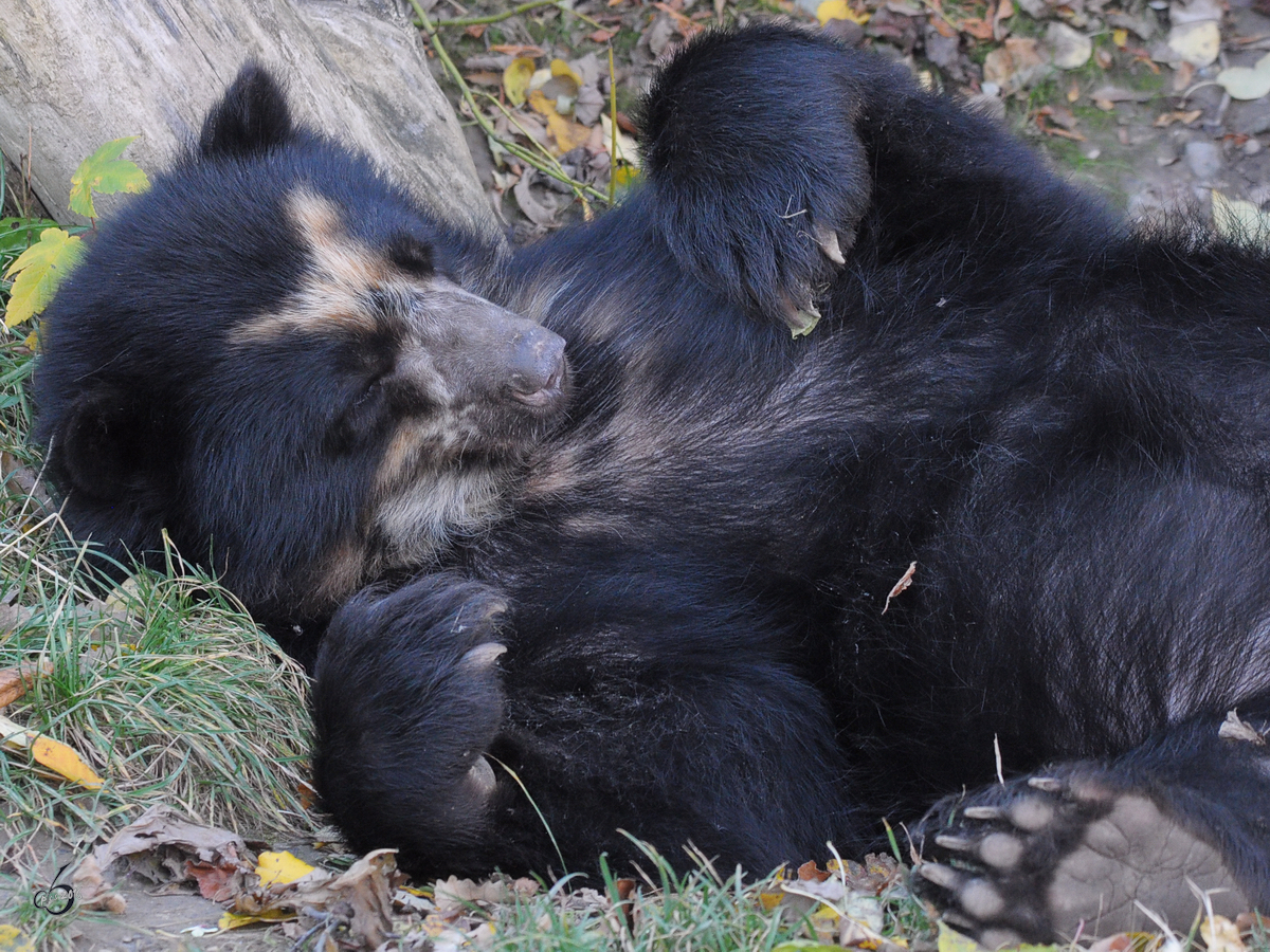  Paaahhh, schon wieder den Pelz schmutzig gemacht  meint vielleicht dieser Brillenbr im Tiergarten Schnbrunn. (Wien, November 2010)