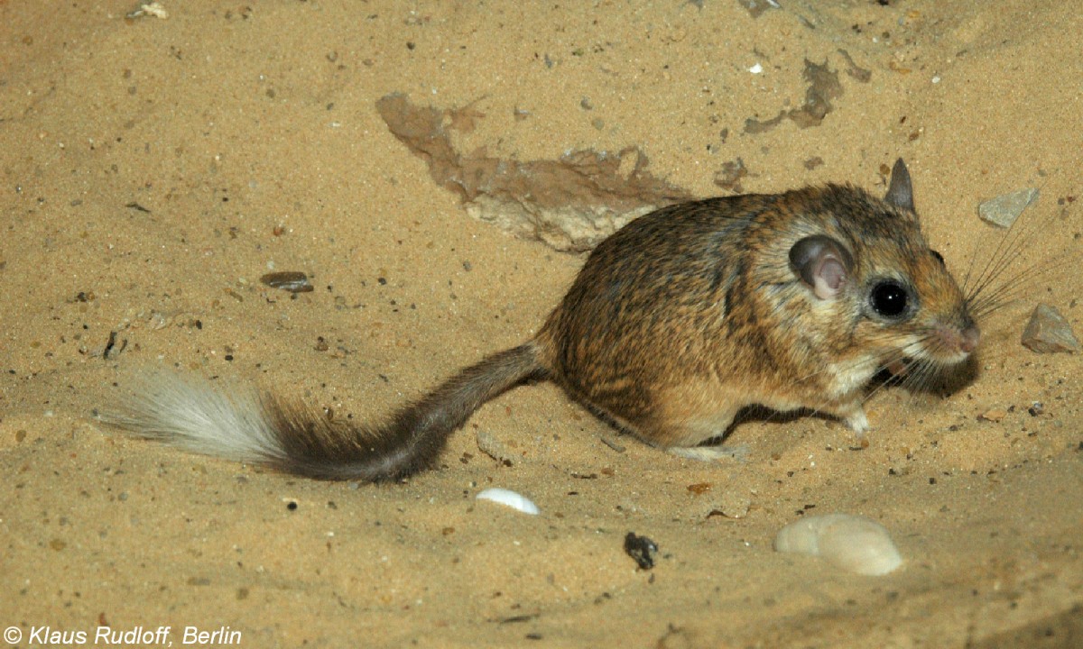 Palstina-Buschschwanzrennmaus (Sekeetamys calurus calurus) im Oranim College / Israel (2007). 