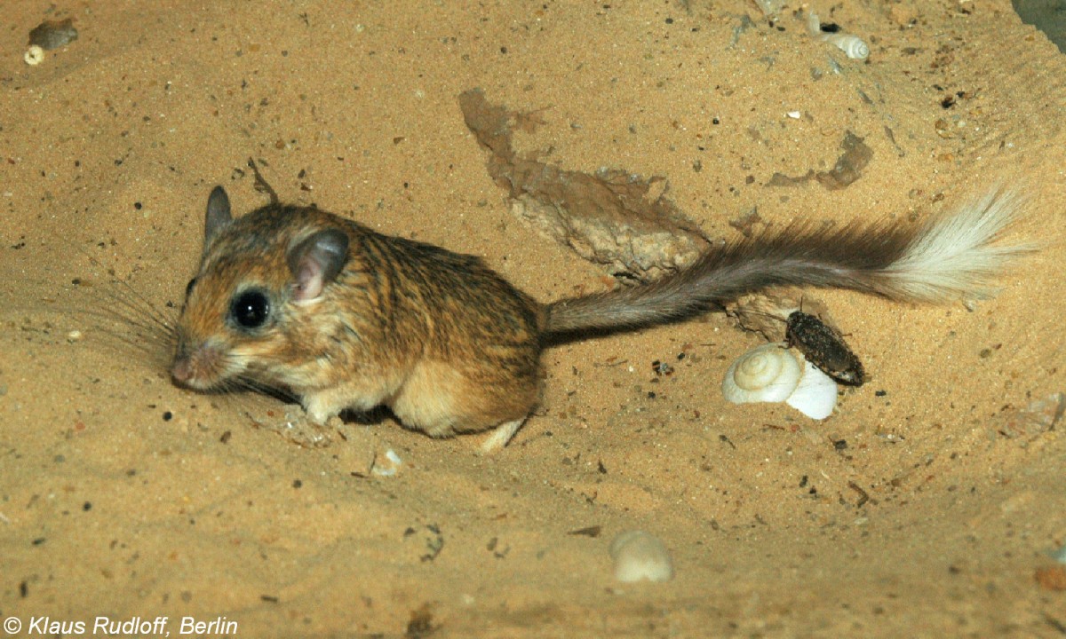 Palstina-Buschschwanzrennmaus (Sekeetamys calurus calurus) im Oranim College / Israel (2007). 