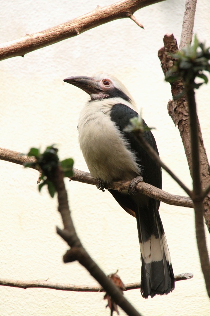Palillo-Tariktik-Hornvogel (Penelopides panini) am 3.8.2010 im Frankfurter Zoo.