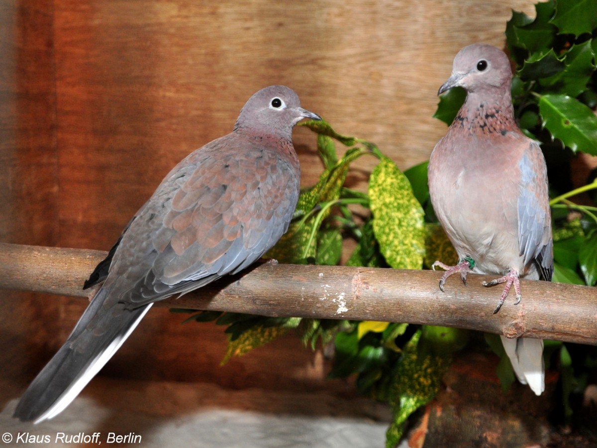 Palmtaube (Streptopelia senegalensis) auf der Landesvogelschau Recklinghausen (Januar 2014).