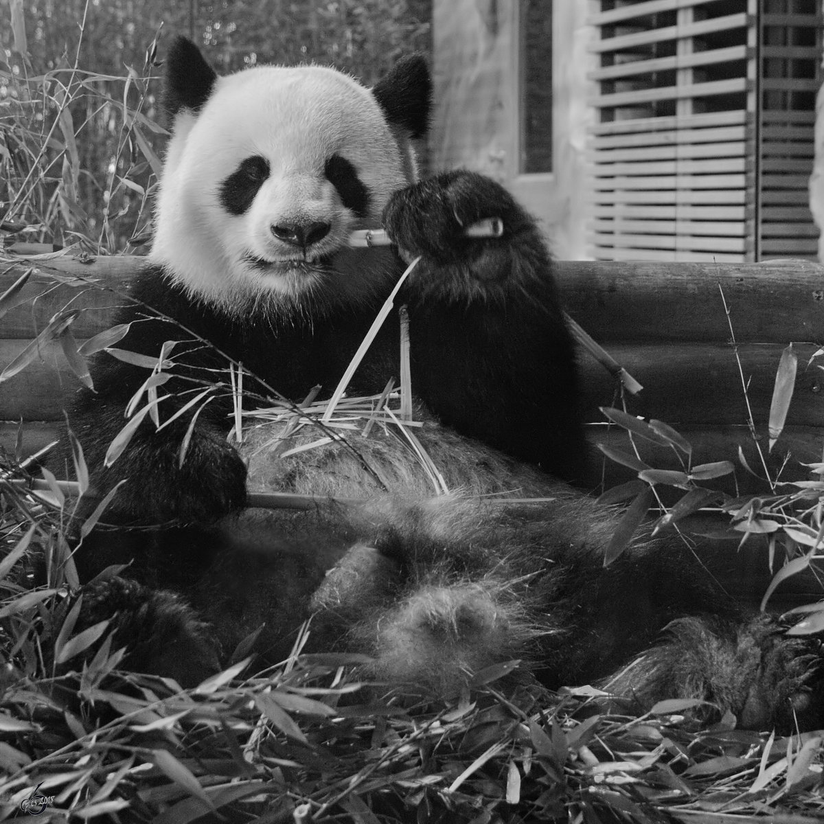 Panda Jiao Qing mit kstlichem Bambus im Zoo Berlin. (April 2018)