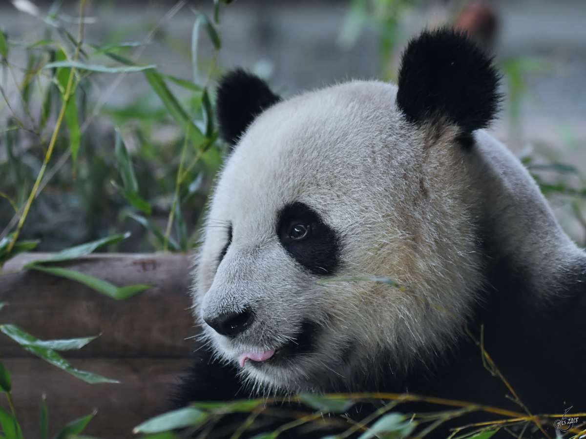 Panda Jiao Qing im Zoo Berlin. (April 2018)