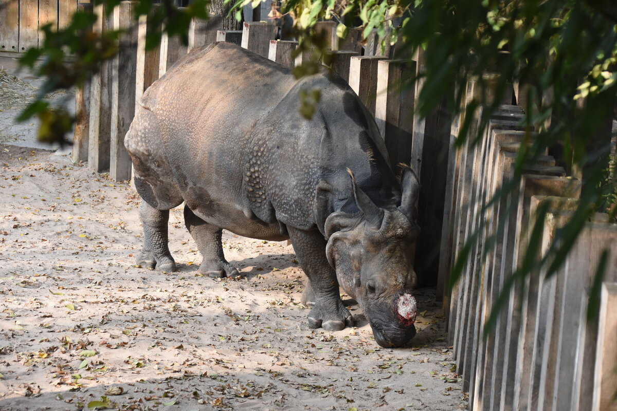 Panzernashorn mit entferntem Horn im Zoologisch-Botanischen Garten Wilhelma (STUTTGART/Deutschland, 20.10.2018)