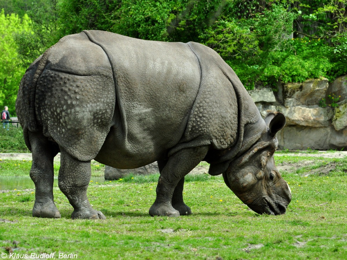 Panzernashorn (Rhinoceros unicornis). Bulle im Tierpark Berlin