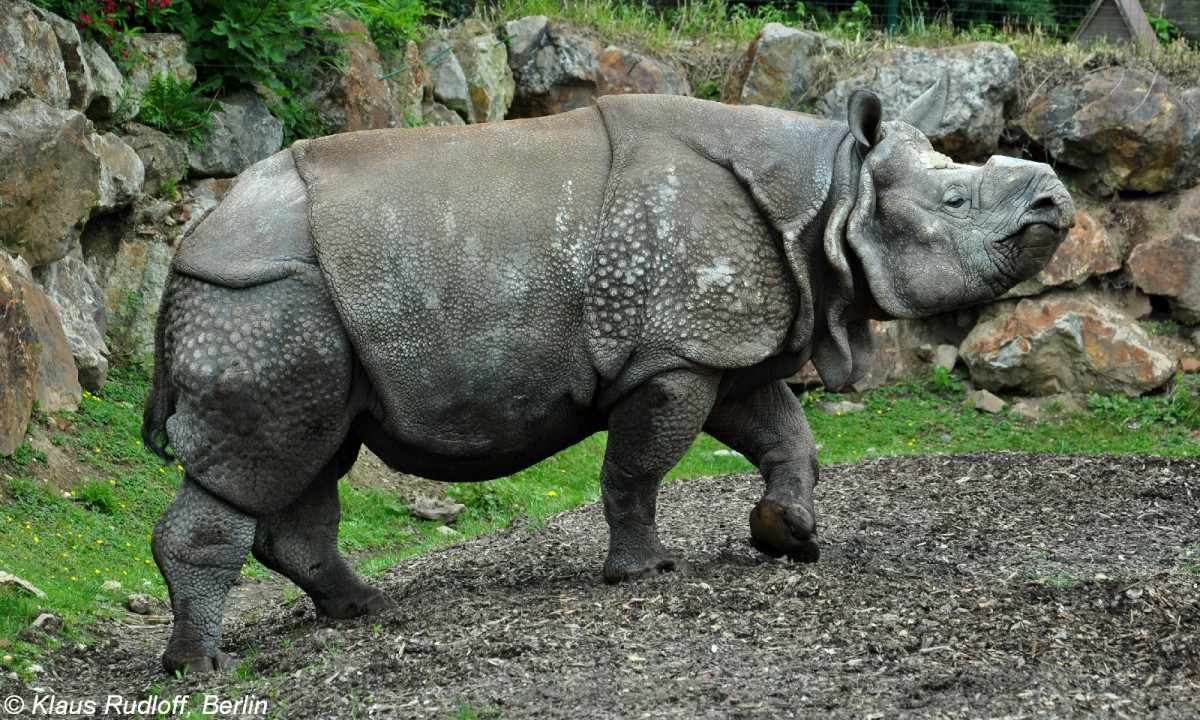 Panzernashorn (Rhinoceros unicornis). Bulle im Zoo und Botanischen Garten Pilsen (Plzen, Juni 2015).