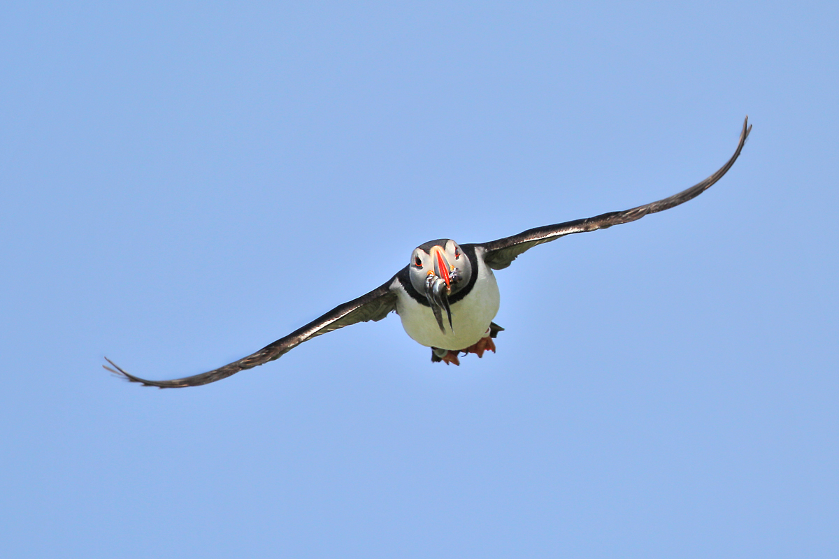 Papageitaucher im Anflug auf die Brutkolonieinsel Hornoya vor Vard auf der Varangerhalbinsel/Norwegen Juli 2014