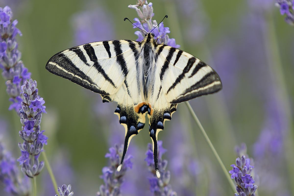 Papilionidae, Segelfalter, Iphiclides podalirius, 05.06.2018, Dubrovnik,
 Kroatien