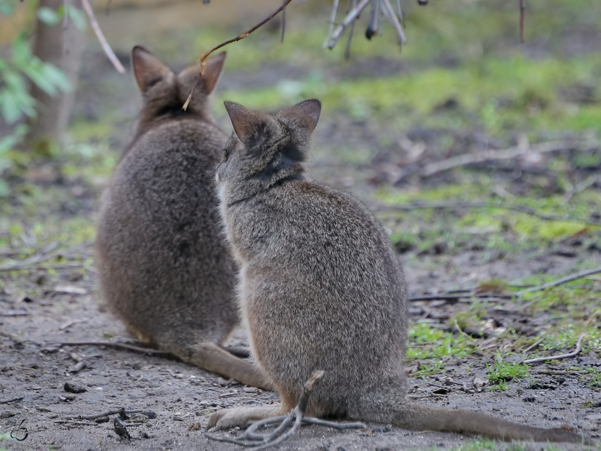 Parmawallabys Anfang April 2017 im Zoo Dresden.