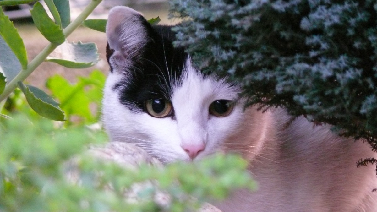 Paulchen spielt verstecken. Er ist leider seinen Bruder gefolgt.