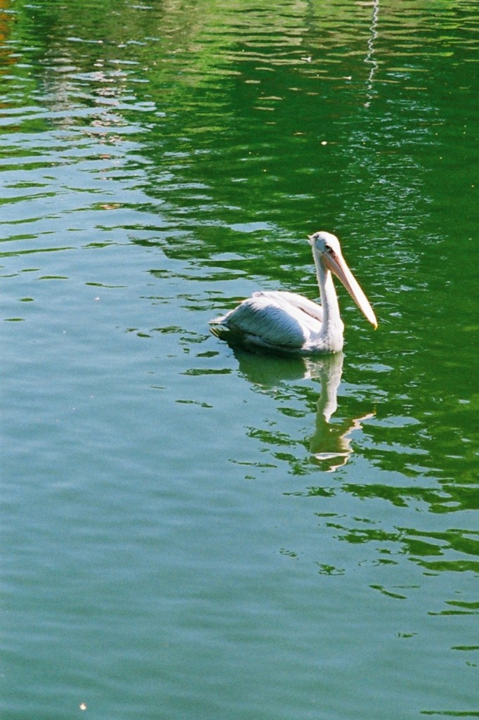 Pelikan im Allwetterzoo (MNSTER/Deutschland, 24.05.2001) -- Foto eingescannt