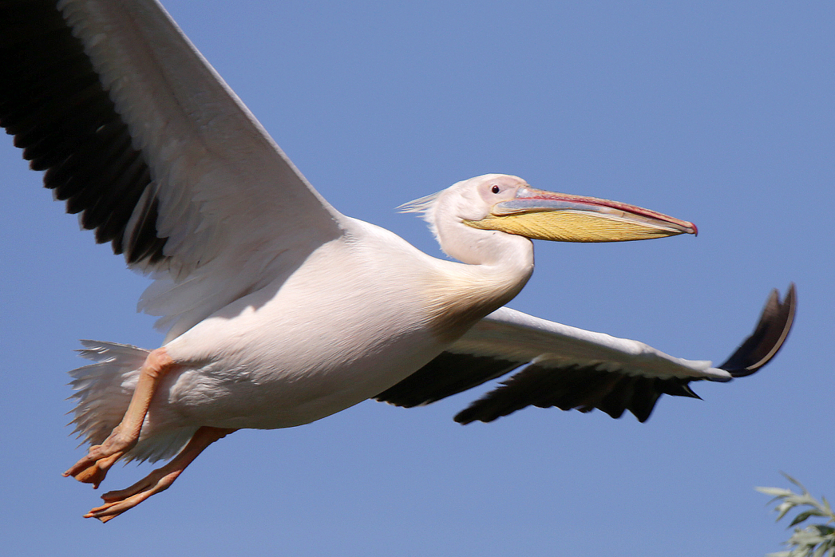 Pelikan im Anflug, aufgenommen im Donaudelta, Rumnien, Mai 2018