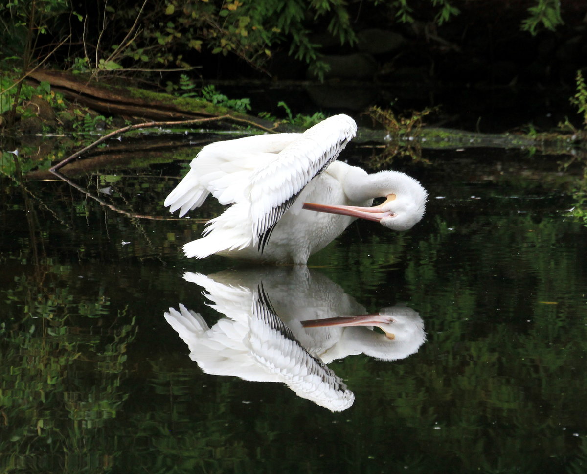 Pelikan bei der Gefiederpflege am 05.10.2020 im Weltvogelpark Walsrode. 