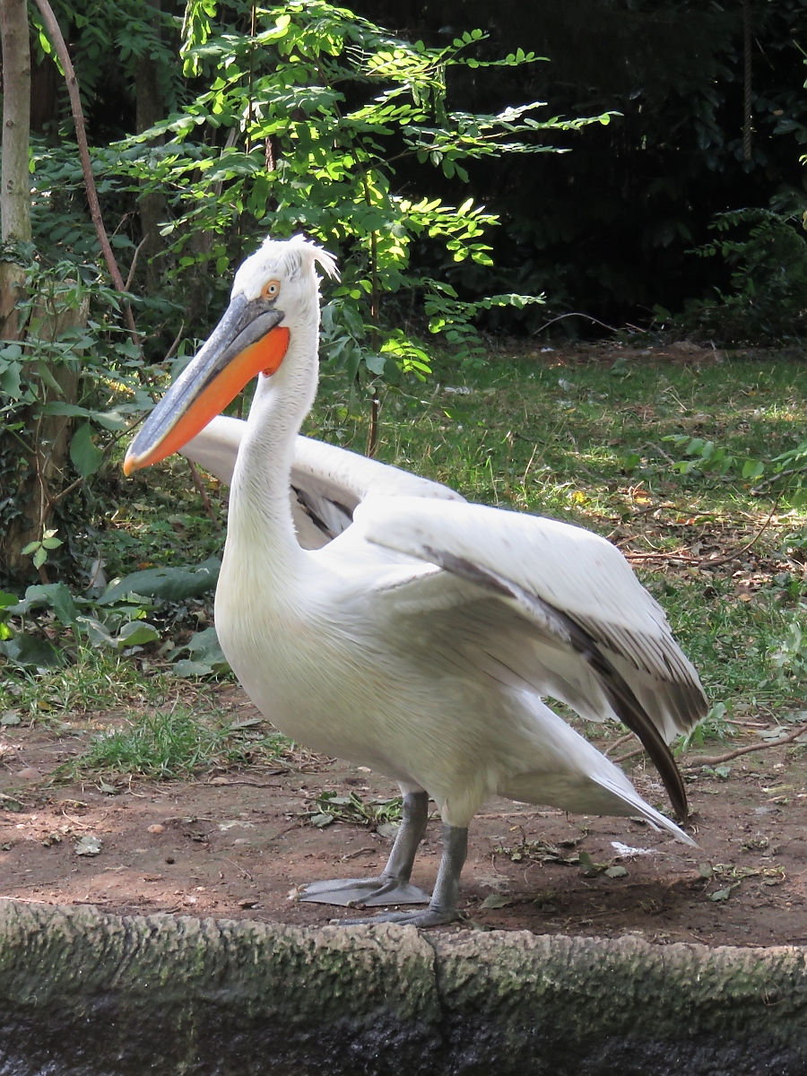 Pelikan beim Flugversuch (es blieb beim Versuch) im Zoo d'Amneville, 26.9.2017