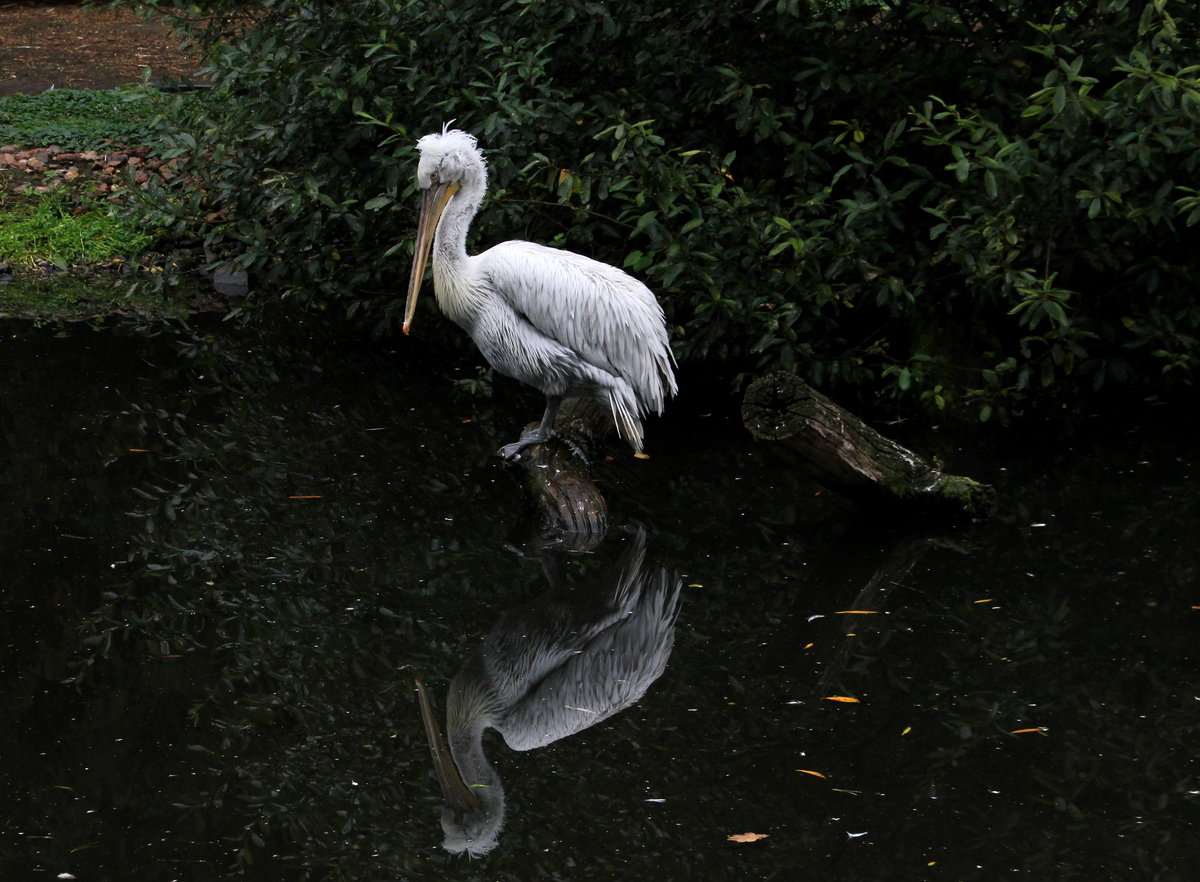 Pelikan im Weltvogelpark Walsrode am 05.10.2020. Vermutlich beobachtet er im Wasser die leckeren Bewohner. 