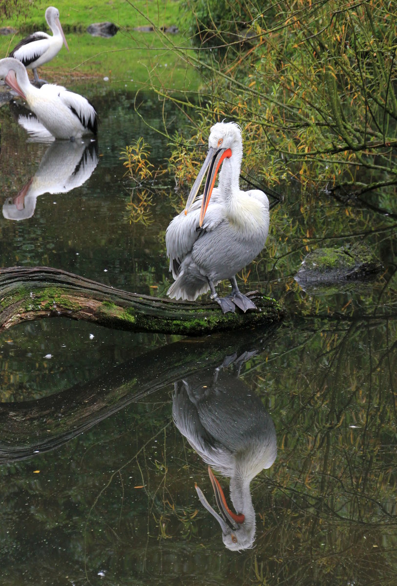 Pelikan im Weltvogelpark Walsrode am 05.10.2020. 