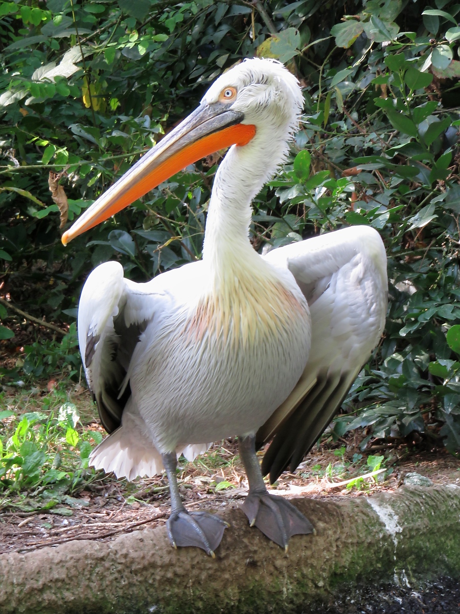 Pelikan im Zoo d'Amneville, 26.9.2017 