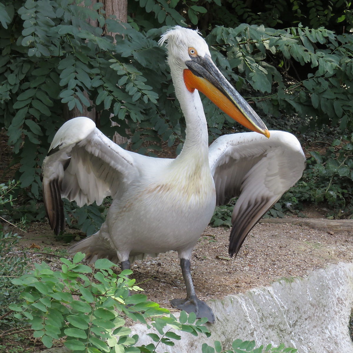 Pelikan im Zoo d'Amneville, 26.9.2017 