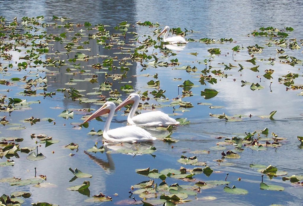 Pelikane in einem See bei Lakeland/Florida - 18.04.2007