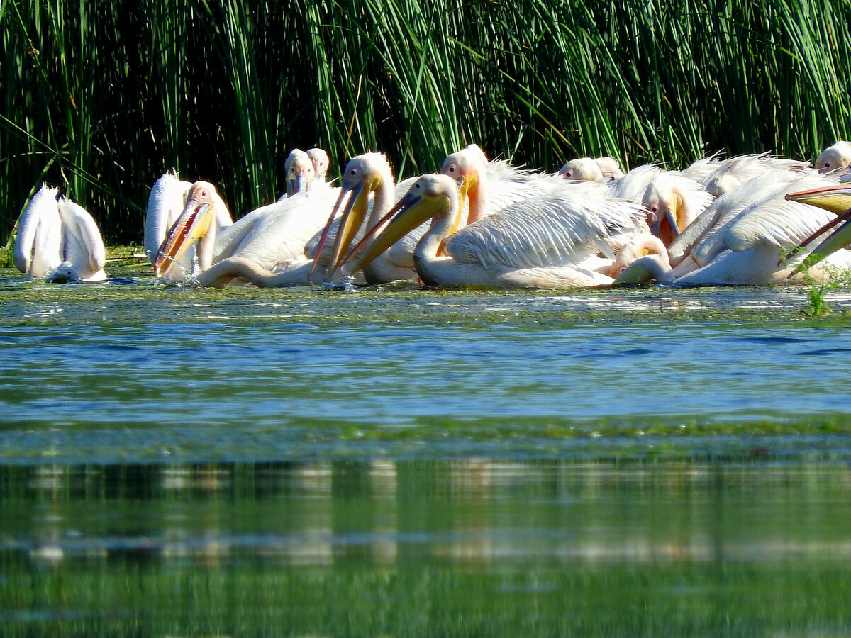 Pelikane (Pelecanidae,Pelecanus), sozusagen auf Frhstcksrunde,  im weitlufigen Donaudelta; 230705