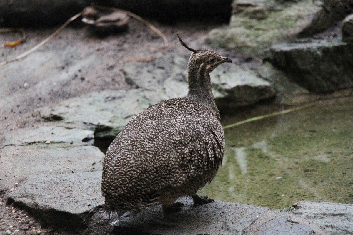 Perlsteihuhn (Eudromia elegans) am 3.8.2010 im Frankfurter Zoo. 