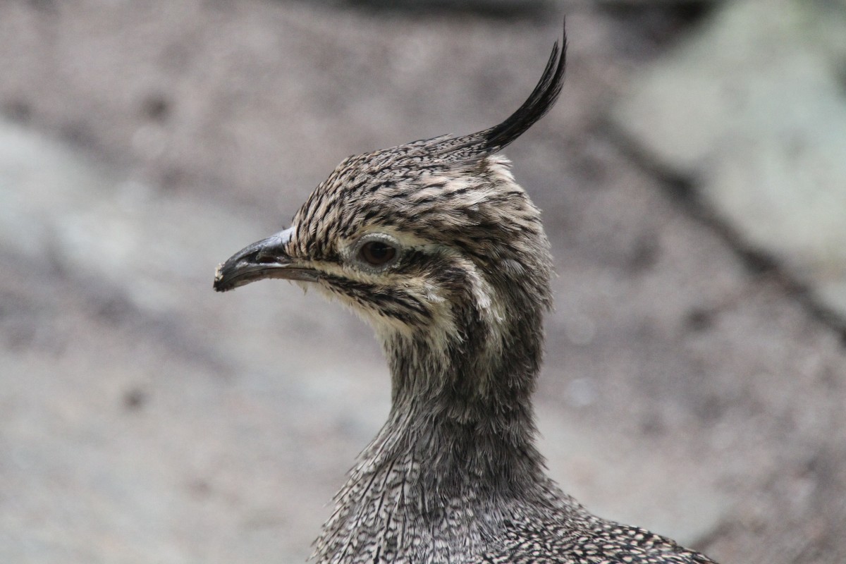 Perlsteihuhn (Eudromia elegans) am 3.8.2010 im Frankfurter Zoo. 