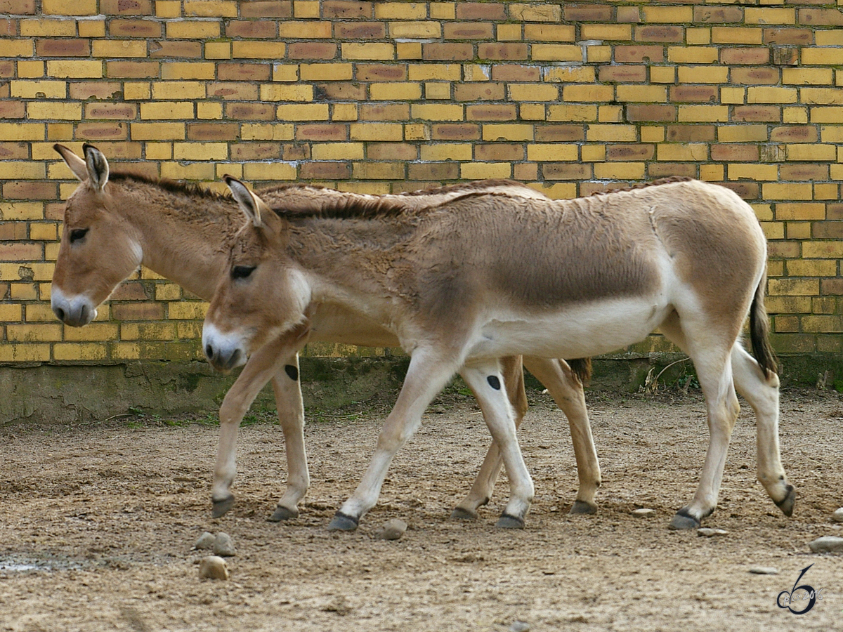 Persische Halbesel