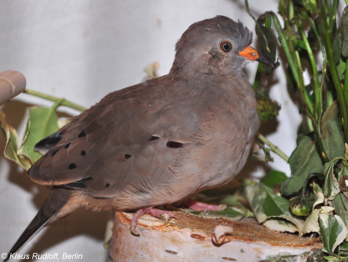 Perutubchen (Columbina crziana) auf der Landesvogelschau Recklinghausen (Januar 2014).